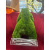 CANE, ALTEZZA 37 CM