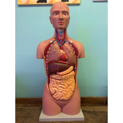 MANICHINO ANATOMICO